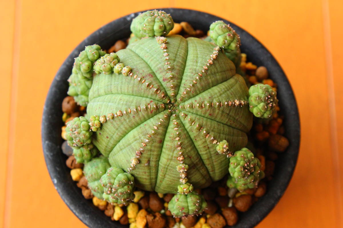 ユーフォルビア・シンメトリカ　仔吹き　長期管理の良質株　Euphorbia obesa ssp. symmetrica　バリダ や ホリダ メロフォルミス 好きな方_画像3