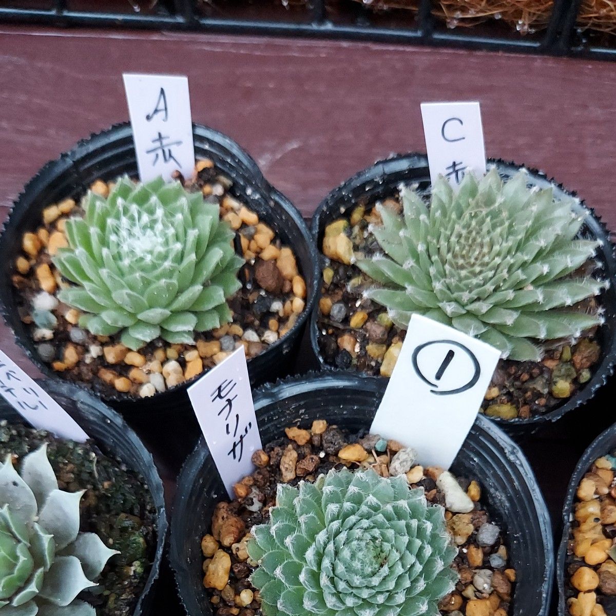 多肉植物 センペルビュウム10種類セット① 抜き苗|Yahoo!フリマ 多肉植物 センペルビュウム10種類セット① 抜き苗|Yahoo!フリマ