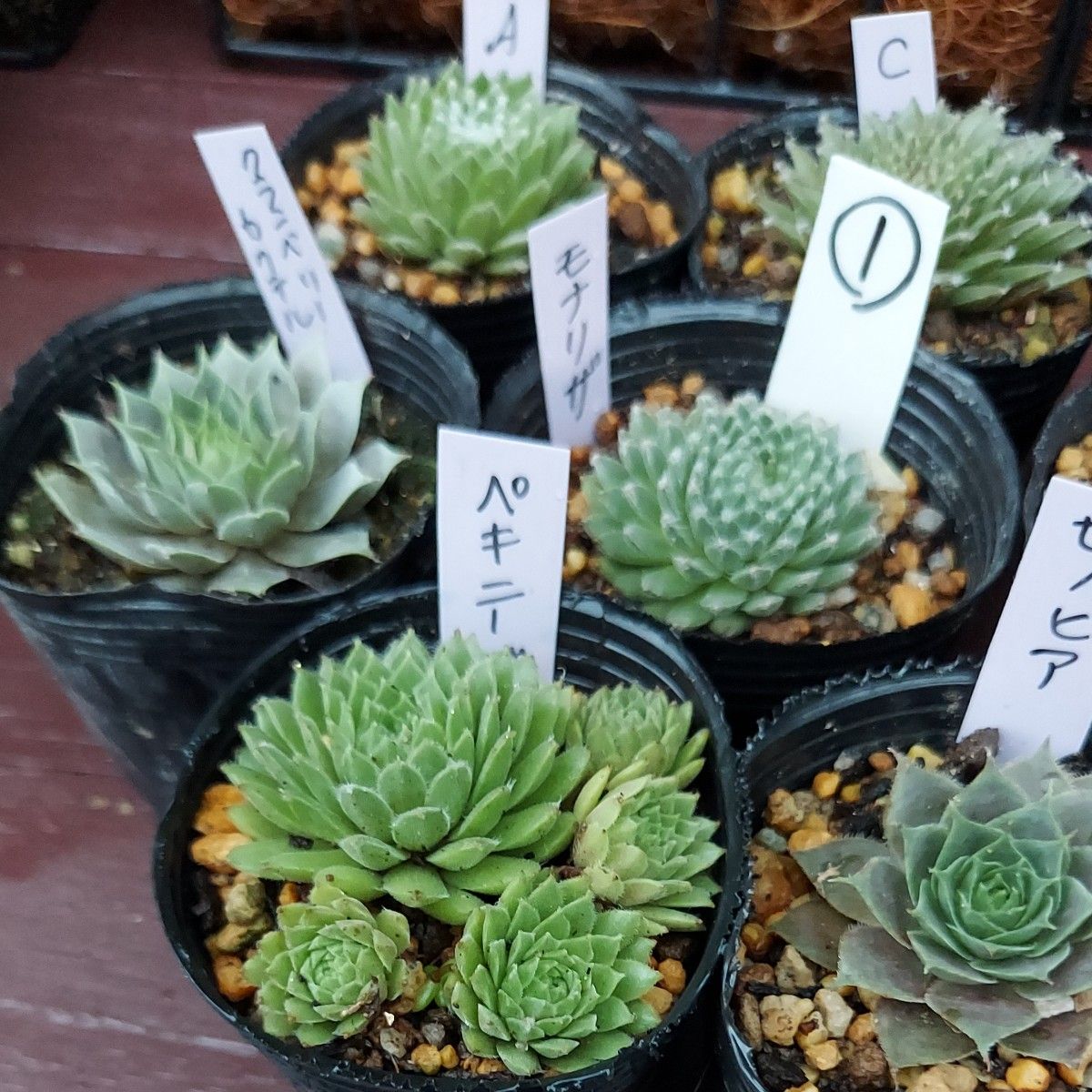 多肉植物 センペルビュウム10種類セット① 抜き苗|Yahoo!フリマ 多肉植物 センペルビュウム10種類セット① 抜き苗|Yahoo!フリマ