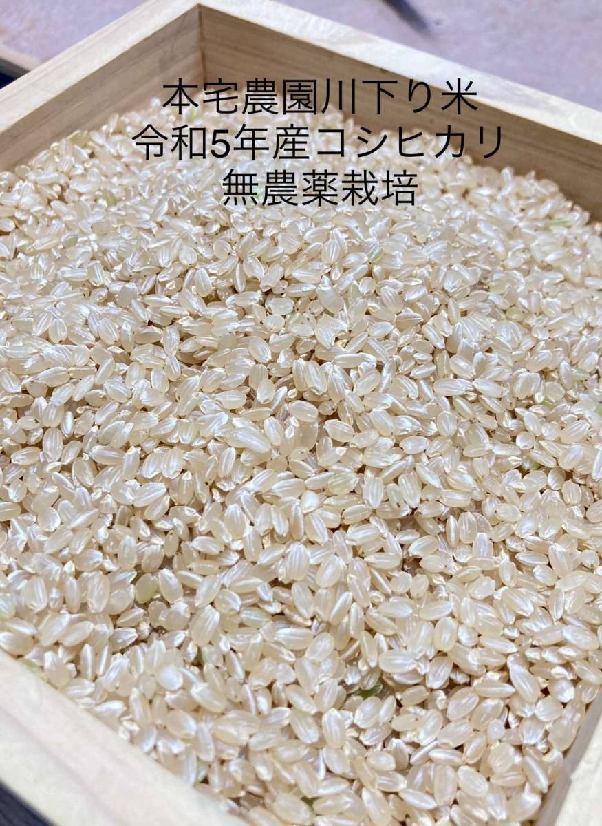 《冷めても美味しい 川下り米》【新米】1『玄米』令和5年産無農薬ぼかし肥料コシヒカリ20kg