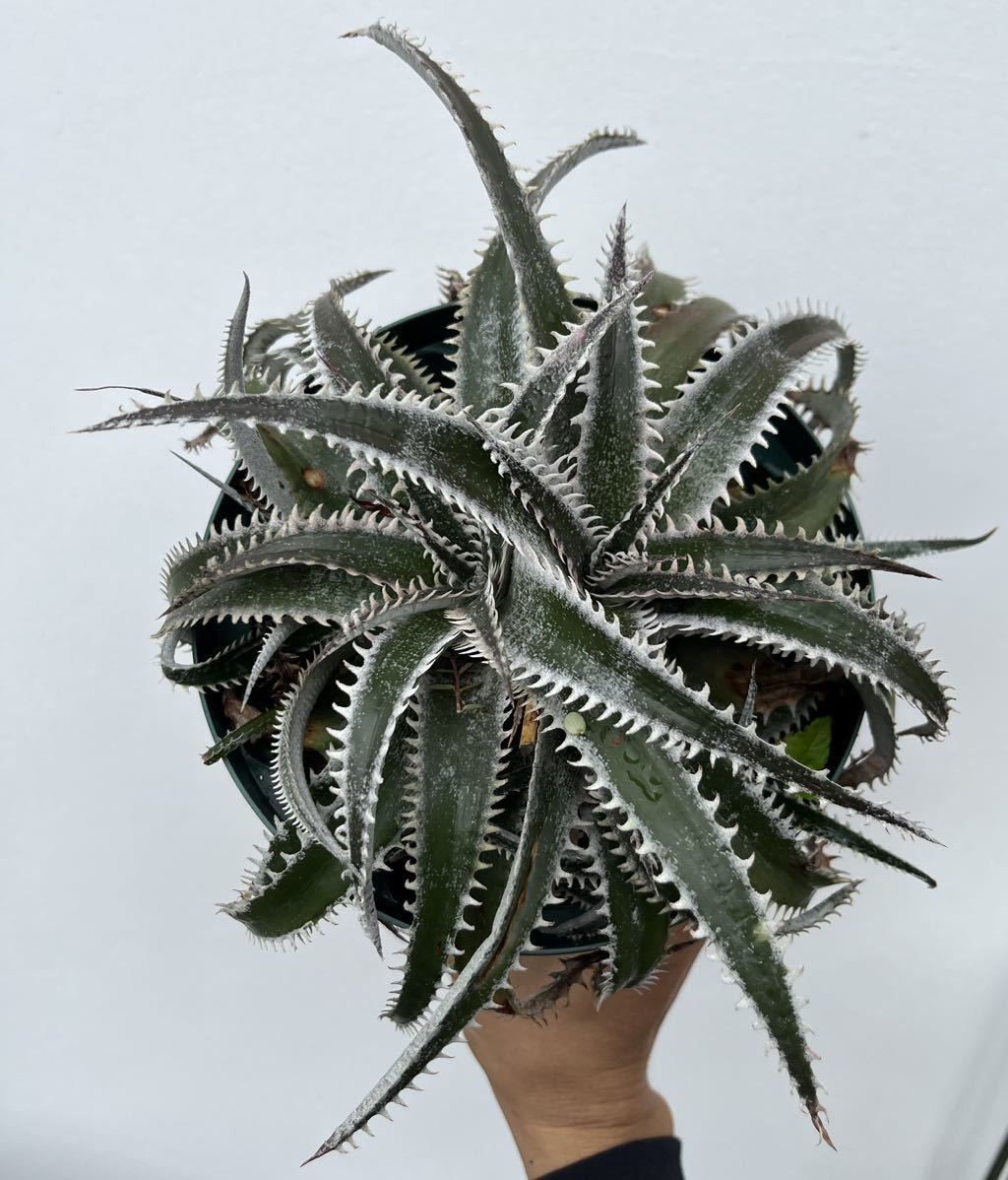 Dyckia skywalker ディッキア　ブロメリア_画像6