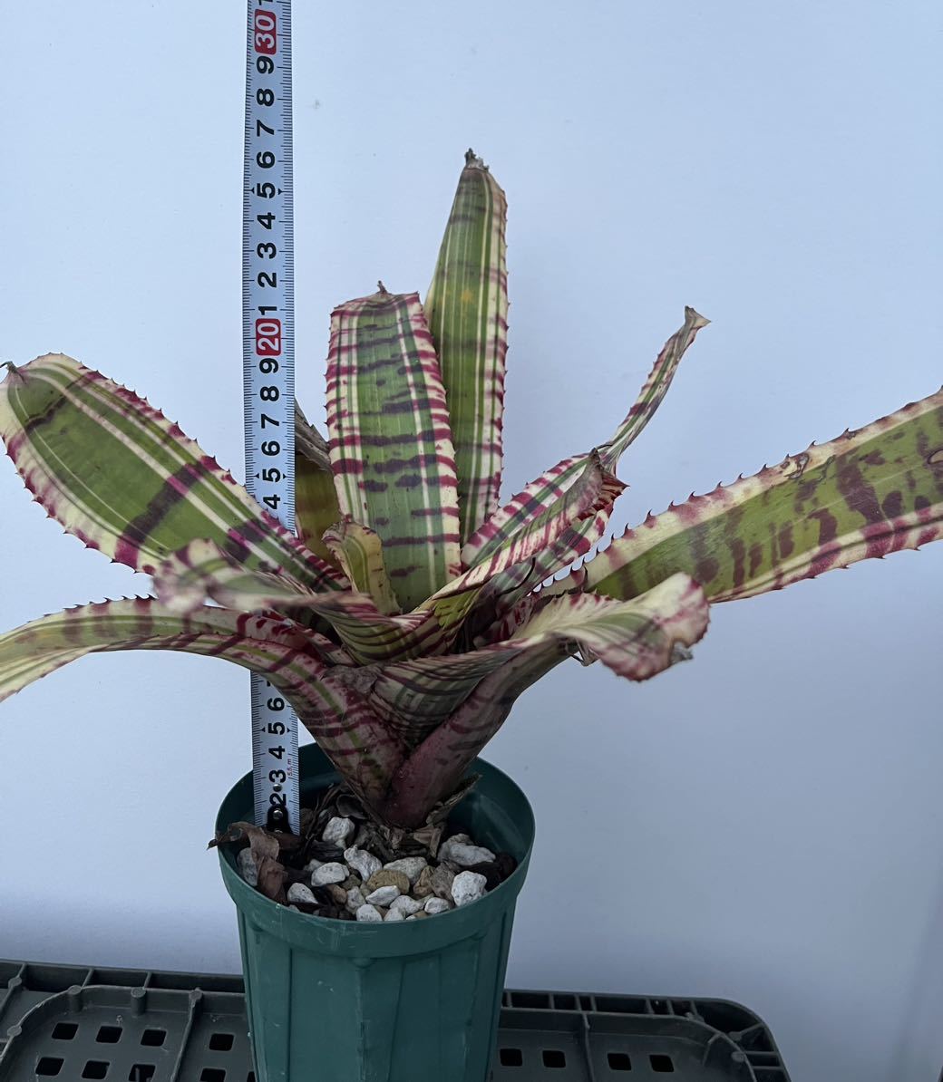  Neoregelia 'Star Wars' ネオレゲリア エクメアディッキアタンクブロメリアビルベルギア _画像6