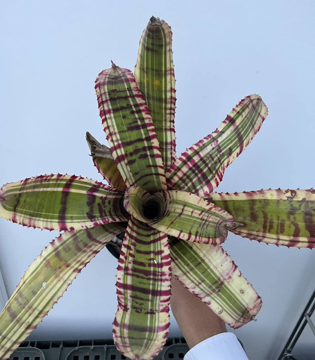  Neoregelia 'Star Wars' ネオレゲリア エクメアディッキアタンクブロメリアビルベルギア _画像5