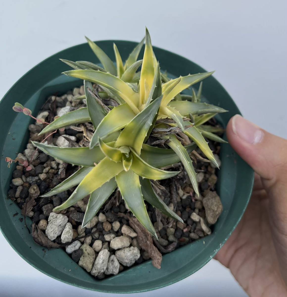 Dyckia brevifolia 3個セット ディッキア　ブロメリア_画像4