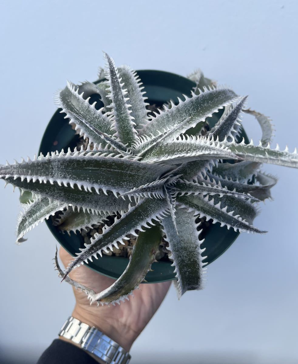 Dyckia skywalker ディッキア ブロメリア スカイウォーカー_画像1