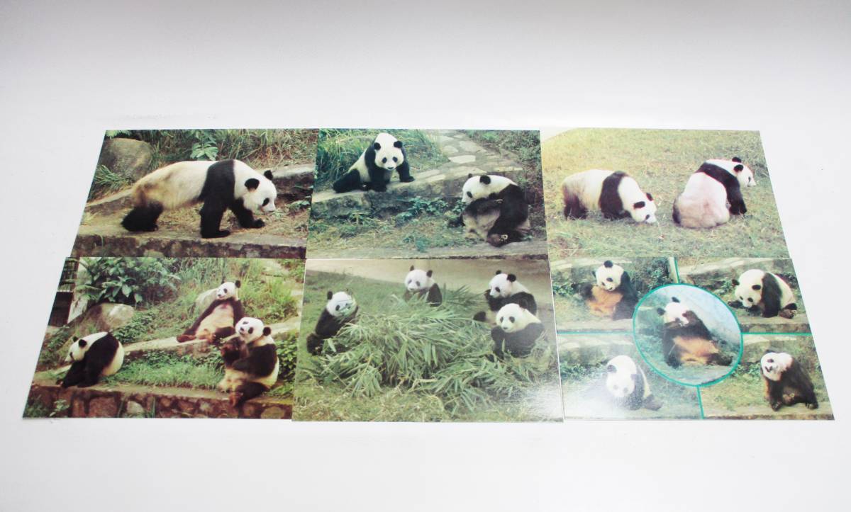 《ジャムルK》 hc1029-150◆送料無料◆ 中国切手 中国人民郵政 1963年 オオパンダ 6種完 未使用 熊猫郵票セット 中国のパンダ 絵葉書 ６枚_画像8