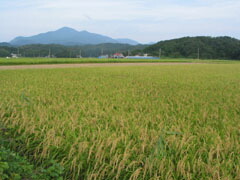 年に一度の限定酒 五郎八 にごり酒 菊水酒造(新潟県)720ml×10本_画像4