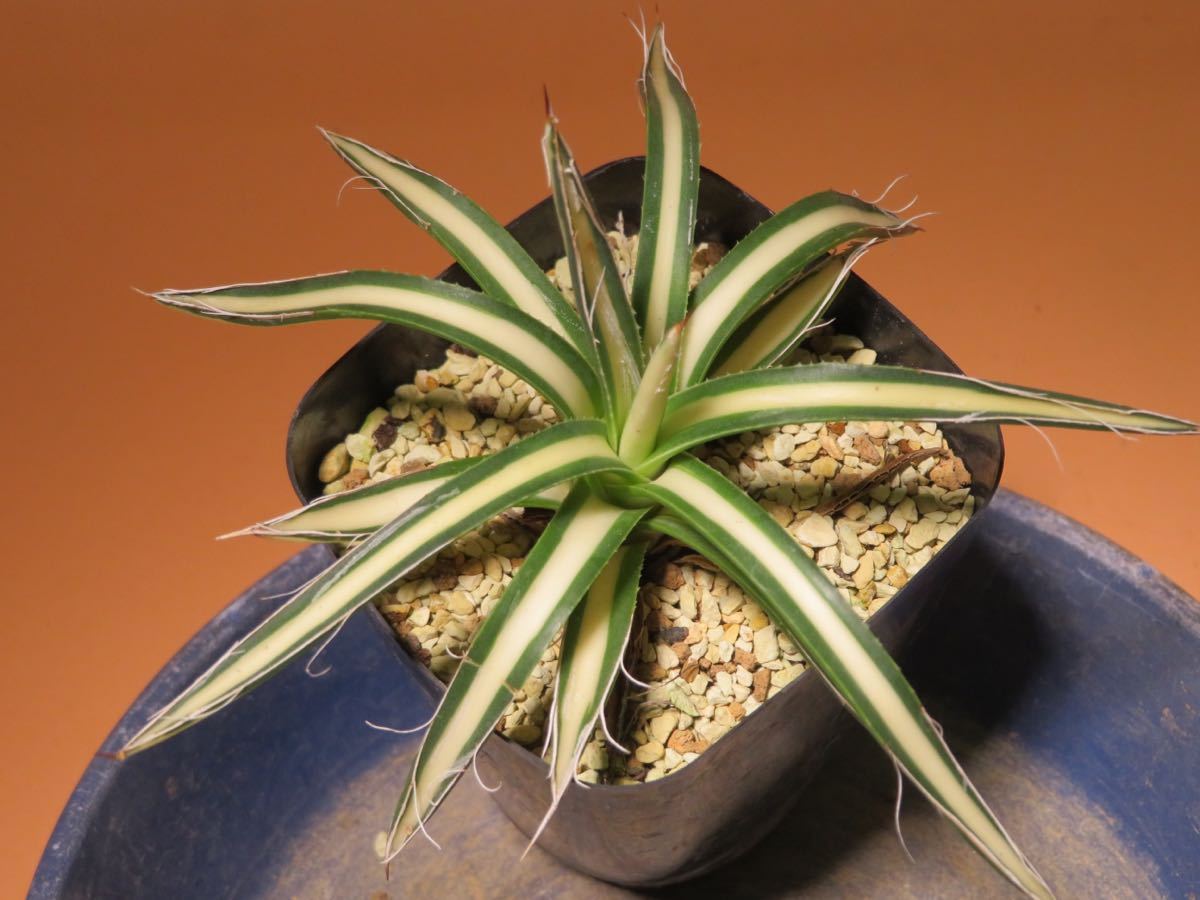 25 アガベ 姫乱れ雪 中斑 Agave サボテン 多肉植物-