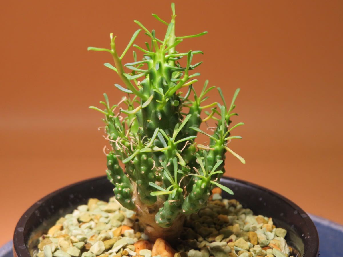 33 Euphorbia aff. ramiglans ユーフォルビア ラミグランス サボテン 多肉植物　塊根　コーデックス 塊茎_画像4