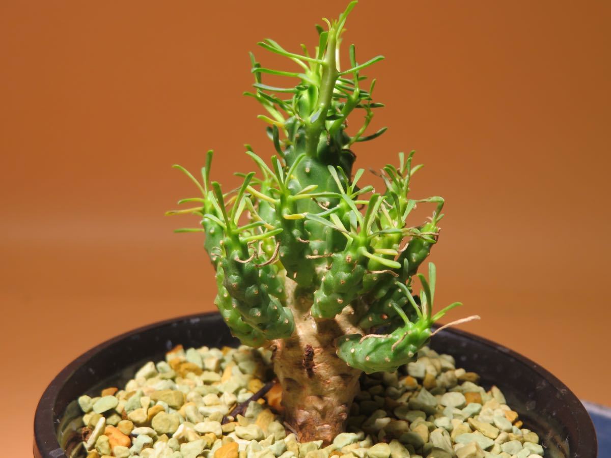 33 Euphorbia aff. ramiglans ユーフォルビア ラミグランス サボテン 多肉植物　塊根　コーデックス 塊茎_画像6