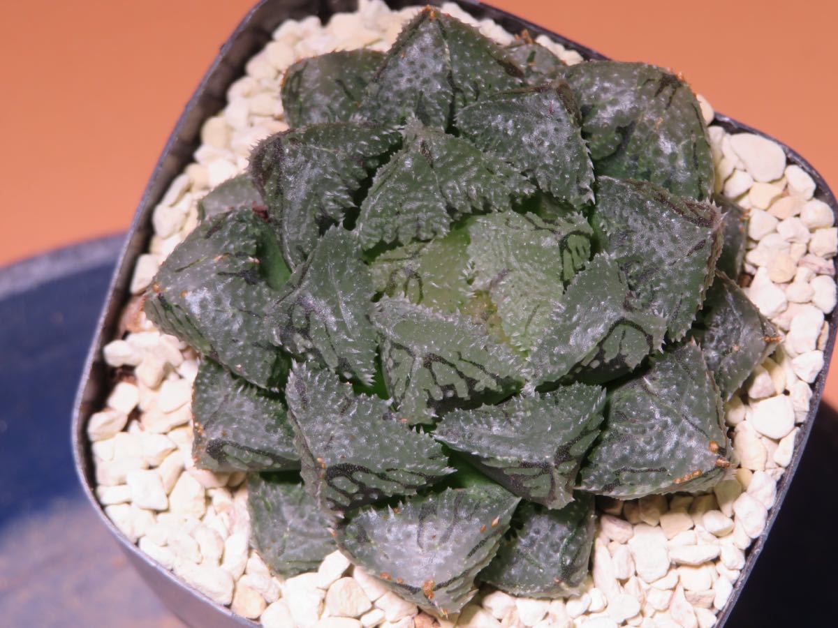 9 魔剣 ハオルチア サボテン 多肉植物_画像3