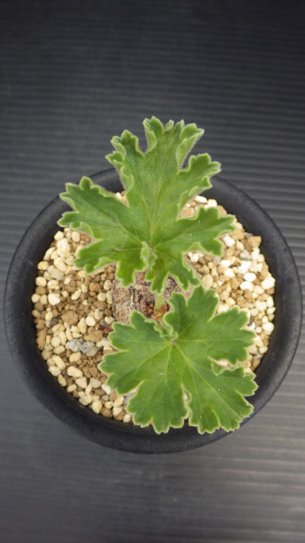 多肉植物 ペラルゴニウム ロバツム 典型的な冬型塊根種 小形種 1