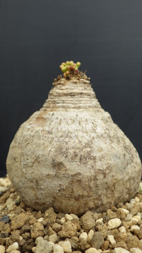 多肉植物 ユーフォルビア デシドゥア 蓬莱島 夏型塊根種 発根済み株 珍品 2