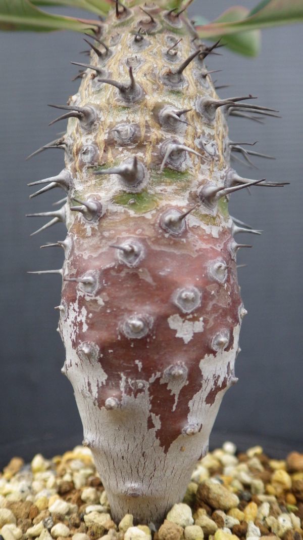 多肉植物　ユーフォルビア　パキポディオイデス　実生苗　希少な珍種　3