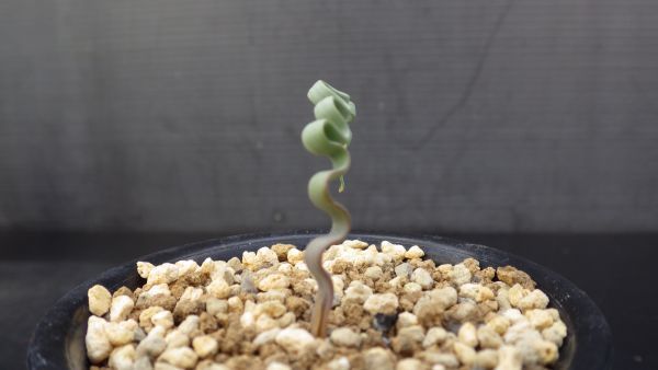 多肉植物　トラキアンドラ　トルチリス　冬型球根植物　波波の葉っぱ　珍品　小_画像10