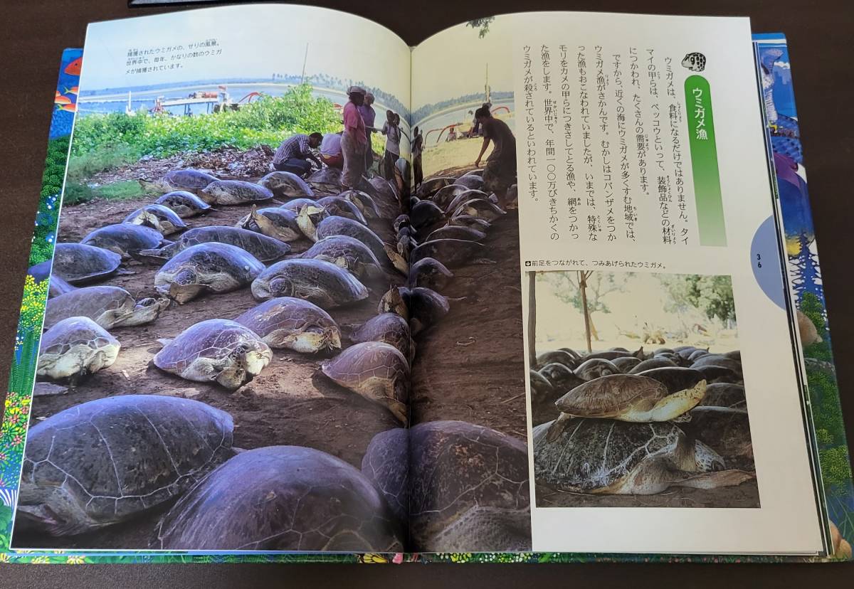 ウミガメの海岸　森の新聞５　内田至　フレーベル館_画像7