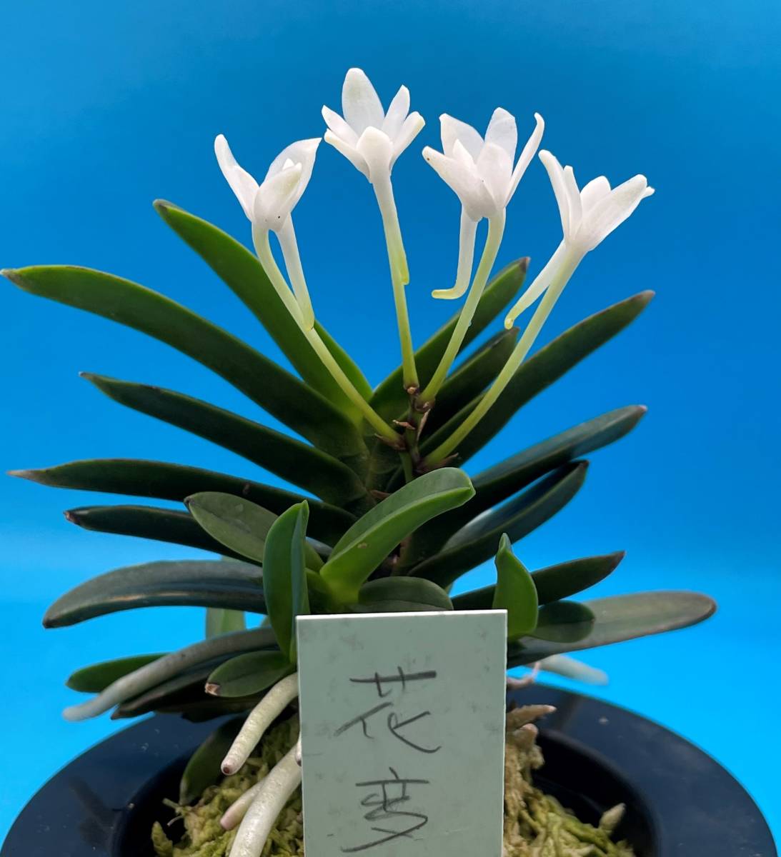 Yahoo!オークション - ラン 富貴蘭 豆葉 花変わり花(三弁花) Yahoo!オークション - ラン 富貴蘭 豆葉 花変わり花(三弁花)