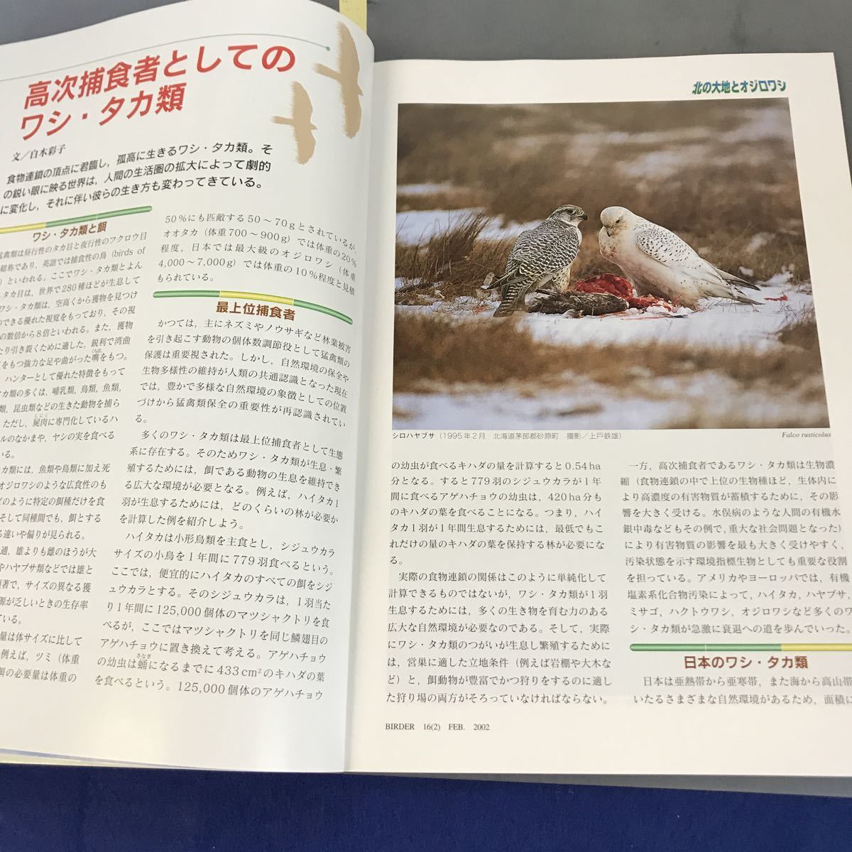 A12-127 BIRDER FEBRUARY2002 2 特集 北の大地とオジロワシ 文一総合出版_画像9