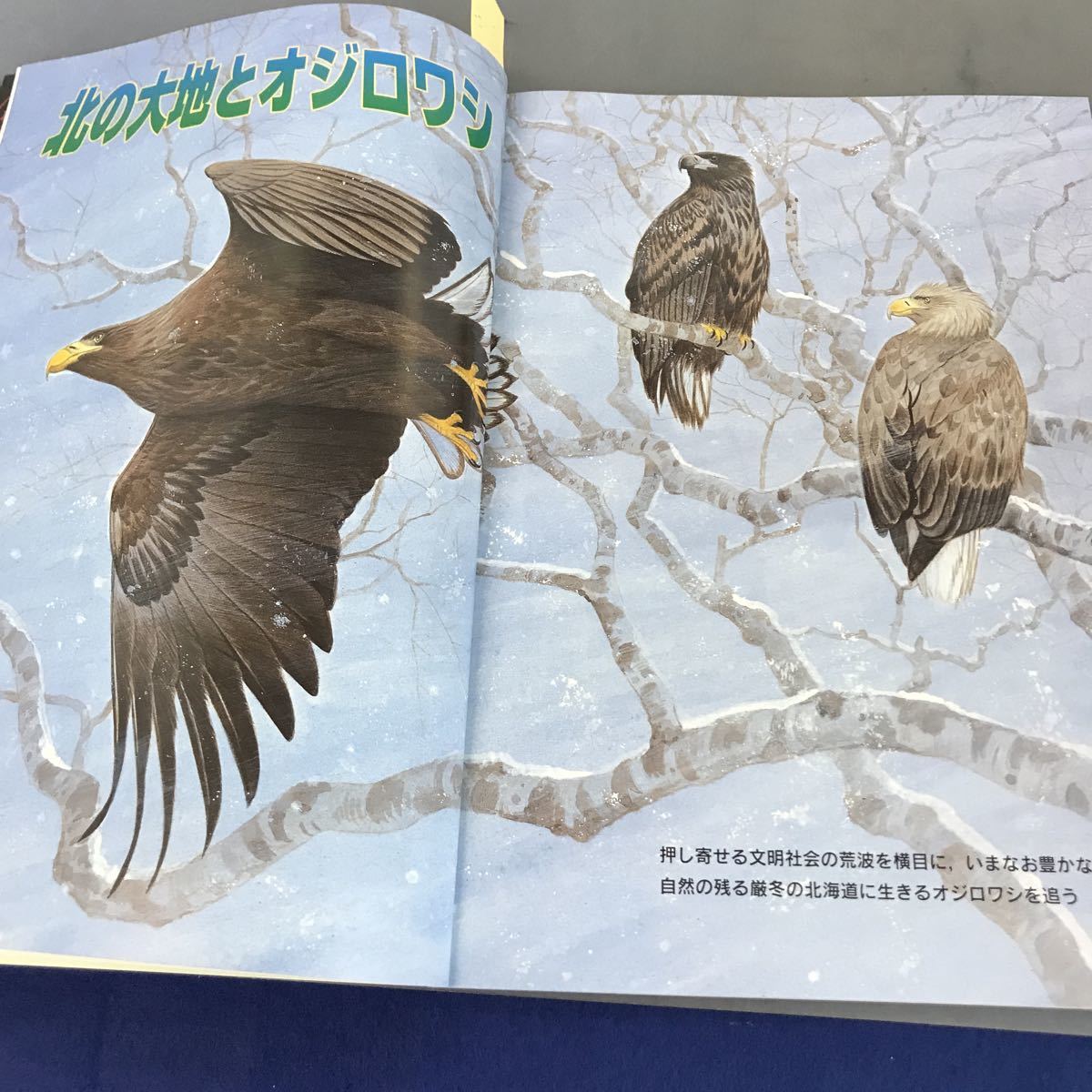 A12-127 BIRDER FEBRUARY2002 2 特集 北の大地とオジロワシ 文一総合出版_画像8