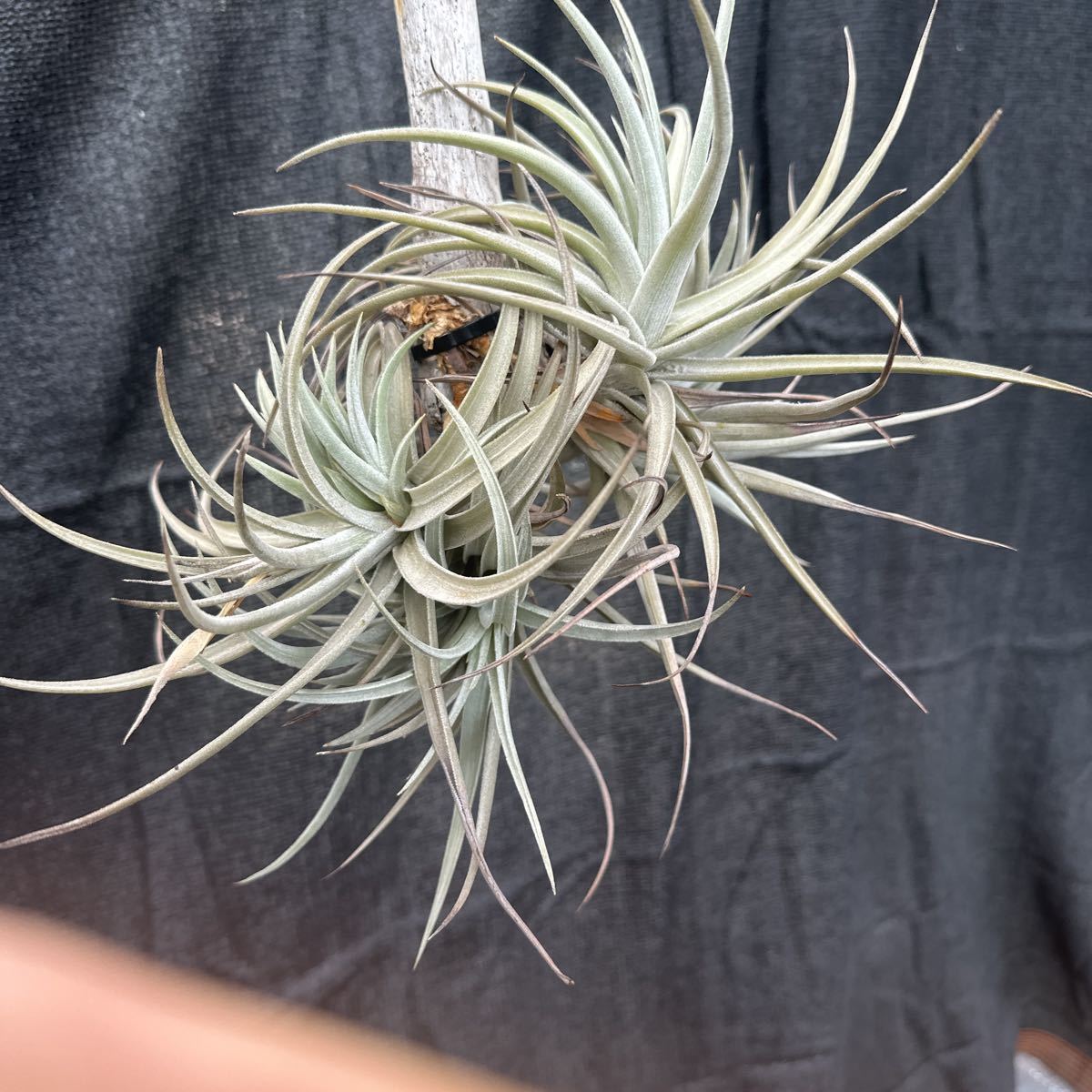 ブロメリア　コレクション　Tillandsia ixioides _画像5