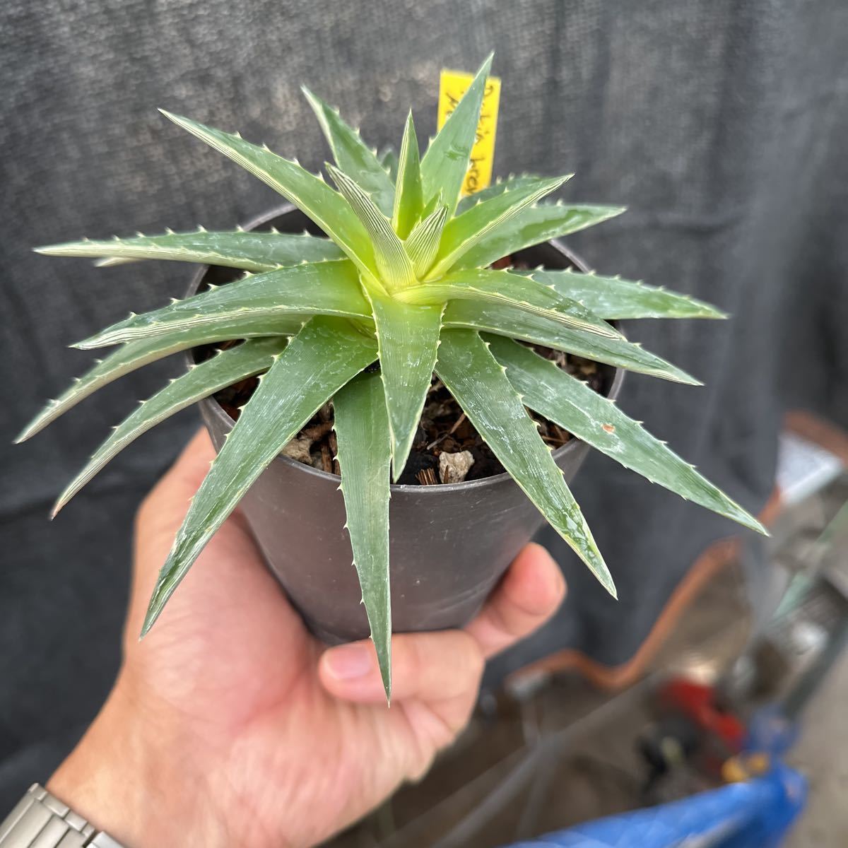 ブロメリア　コレクション　Dyckia brevifolia Moon Glow _画像3