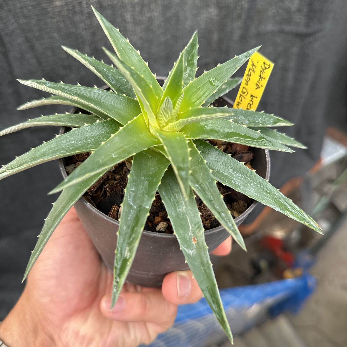 ブロメリア　コレクション　Dyckia brevifolia Moon Glow _画像5