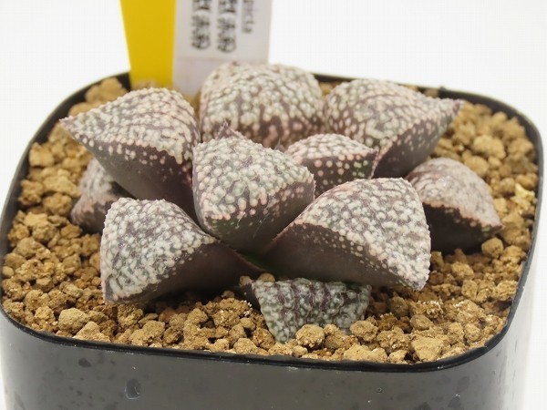 ■[W58]ピクタ小型(赤系)×ピクタ小型(赤系)　実生　未繁殖 【多肉植物　Haworthia　ハオルチア　】_画像3