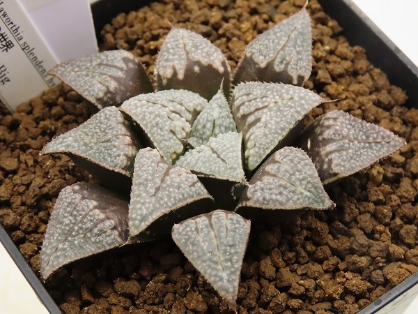 ■[W146]氷の世界×ブーメランBig　実生　未繁殖　ヤマト運輸発送のみ 【多肉植物　Haworthia　ハオルチア　ハオルシア】_画像1