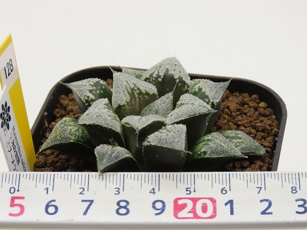 ■[Y128]氷の世界×ブーメランBig　実生　未繁殖　ヤマト運輸発送のみ 【多肉植物　Haworthia　ハオルチア　ハオルシア】_画像4