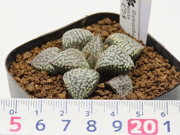 ■[W71]ピクタ　実生　未繁殖　ヤマト運輸発送のみ 【多肉植物　Haworthia　ハオルチア　ハオルシア】_画像4