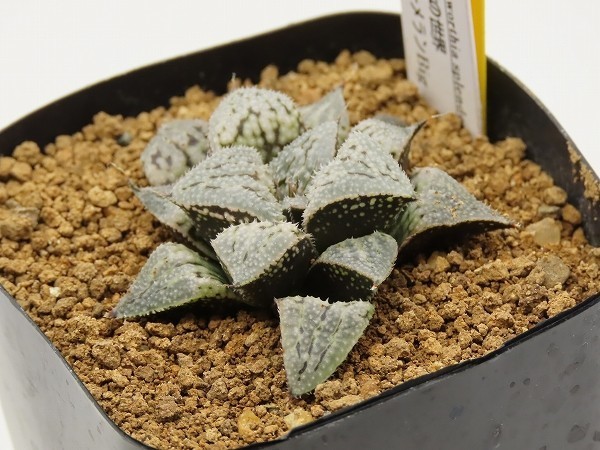 ■[W46]氷の世界×ブーメランBig　実生　未繁殖　ヤマト運輸発送のみ 【多肉植物　Haworthia　ハオルチア　ハオルシア】_画像3