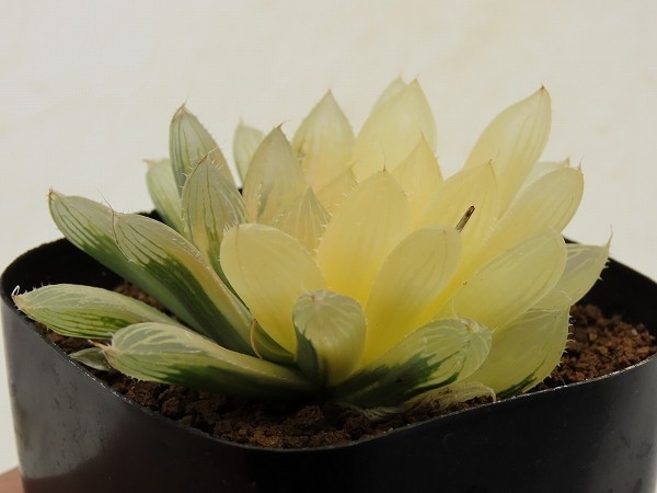 ■[W40]Cheek　チーク　ヤマト運輸発送のみ 【多肉植物　Haworthia　ハオルチア　ハオルシア】_画像4