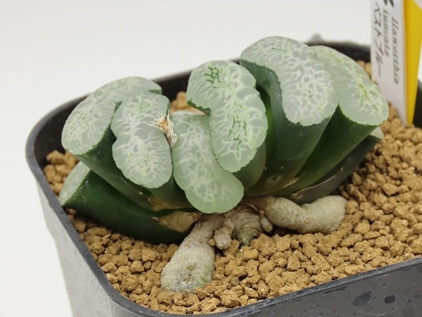 ■[W83]ベストブルー　ヤマト運輸発送のみ 【多肉植物　Haworthia　ハオルチア　ハオルシア】_画像3