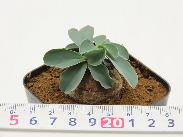 ■[W162]gracile Itigi, Tanzania ES20939　2023年春輸入　ヤマト運輸発送のみ 【多肉植物　Monadenium　モナデニウム】_画像7