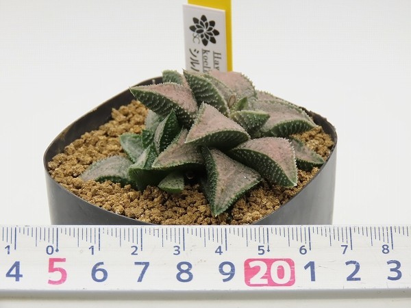 ■[Y24]シルバータランチュラ　ヤマト運輸発送のみ 【多肉植物　Haworthia　ハオルチア　ハオルシア】_画像2