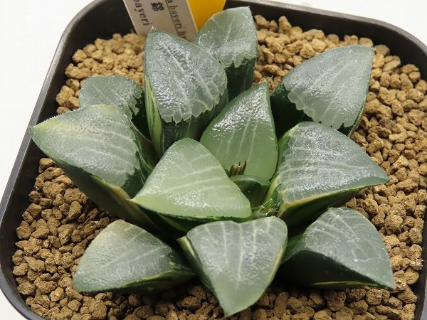 ■[Y124]ベイエリ錦×C56×bayeri　実生　未繁殖　ヤマト運輸発送のみ 【多肉植物　Haworthia　ハオルチア　ハオルシア】_画像1