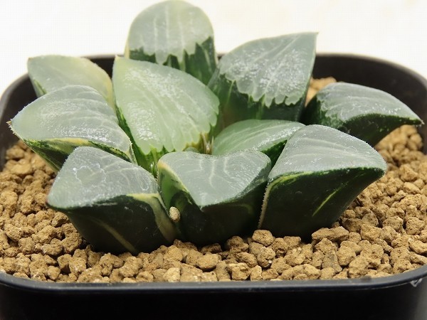 ■[Y124]ベイエリ錦×C56×bayeri　実生　未繁殖　ヤマト運輸発送のみ 【多肉植物　Haworthia　ハオルチア　ハオルシア】_画像3