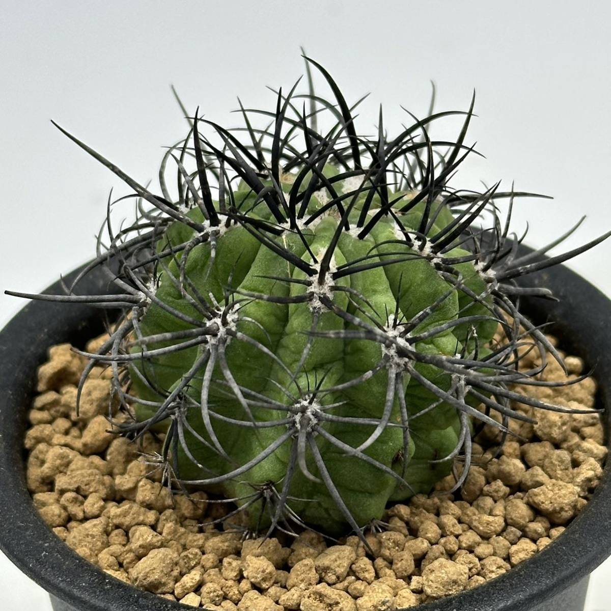 ◆ネオポルテリア　暗黒王　エリオシケ◆サボテン・多肉植物　◆CACTI7◆1689_画像7