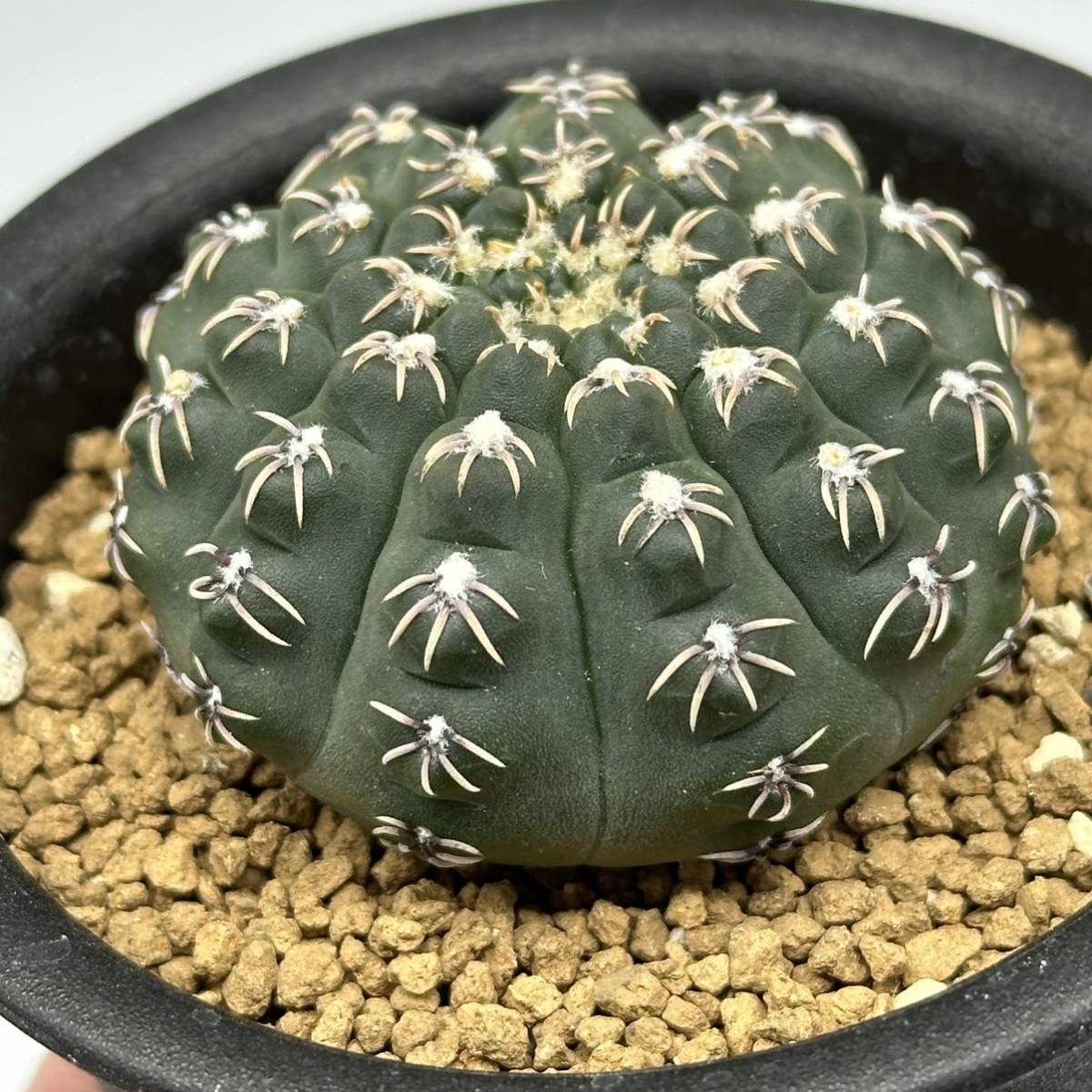 ◆ギムノカリキウム　瑞昌玉◆サボテン・多肉植物　◆CACTI7◆1795_画像6