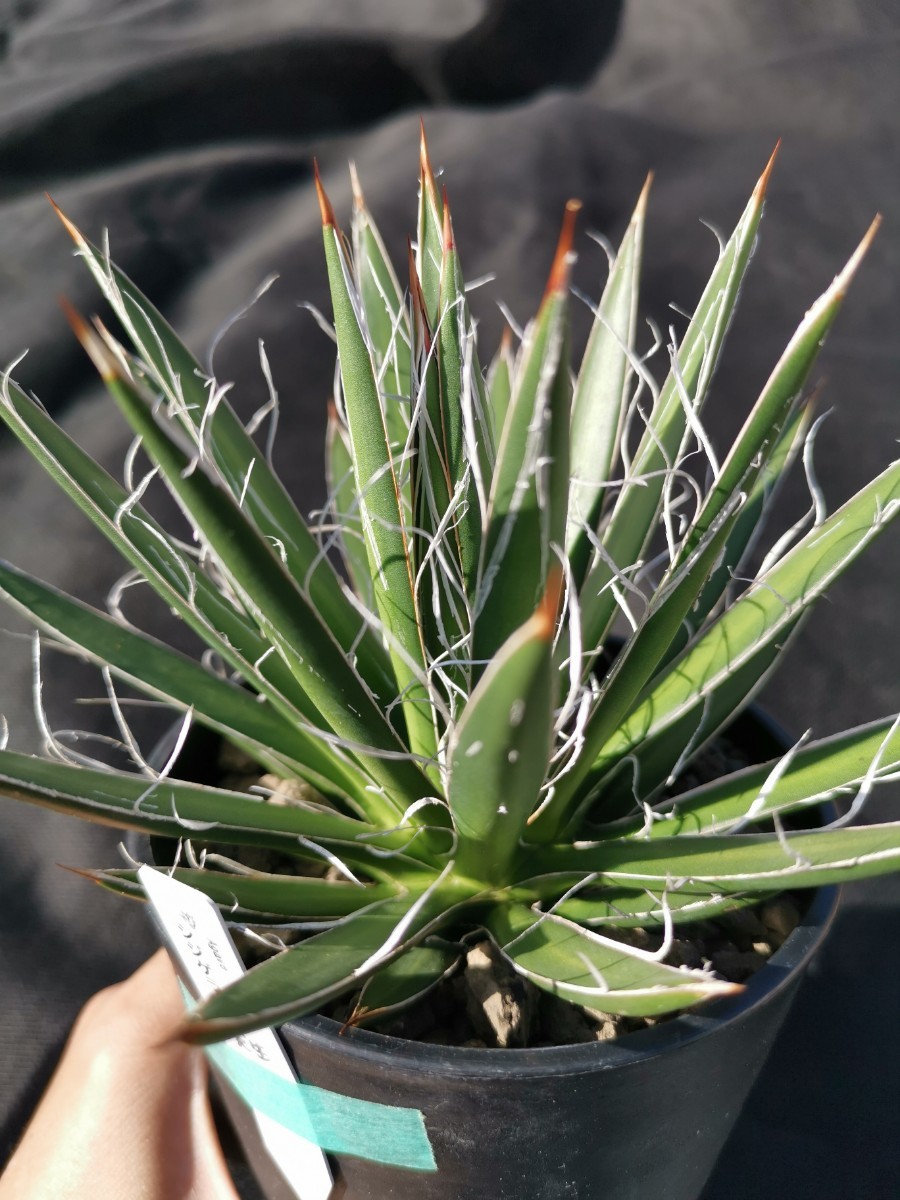 アガベ シジゲラ 鉢ごと発送 実生 Agave schidigera_画像5