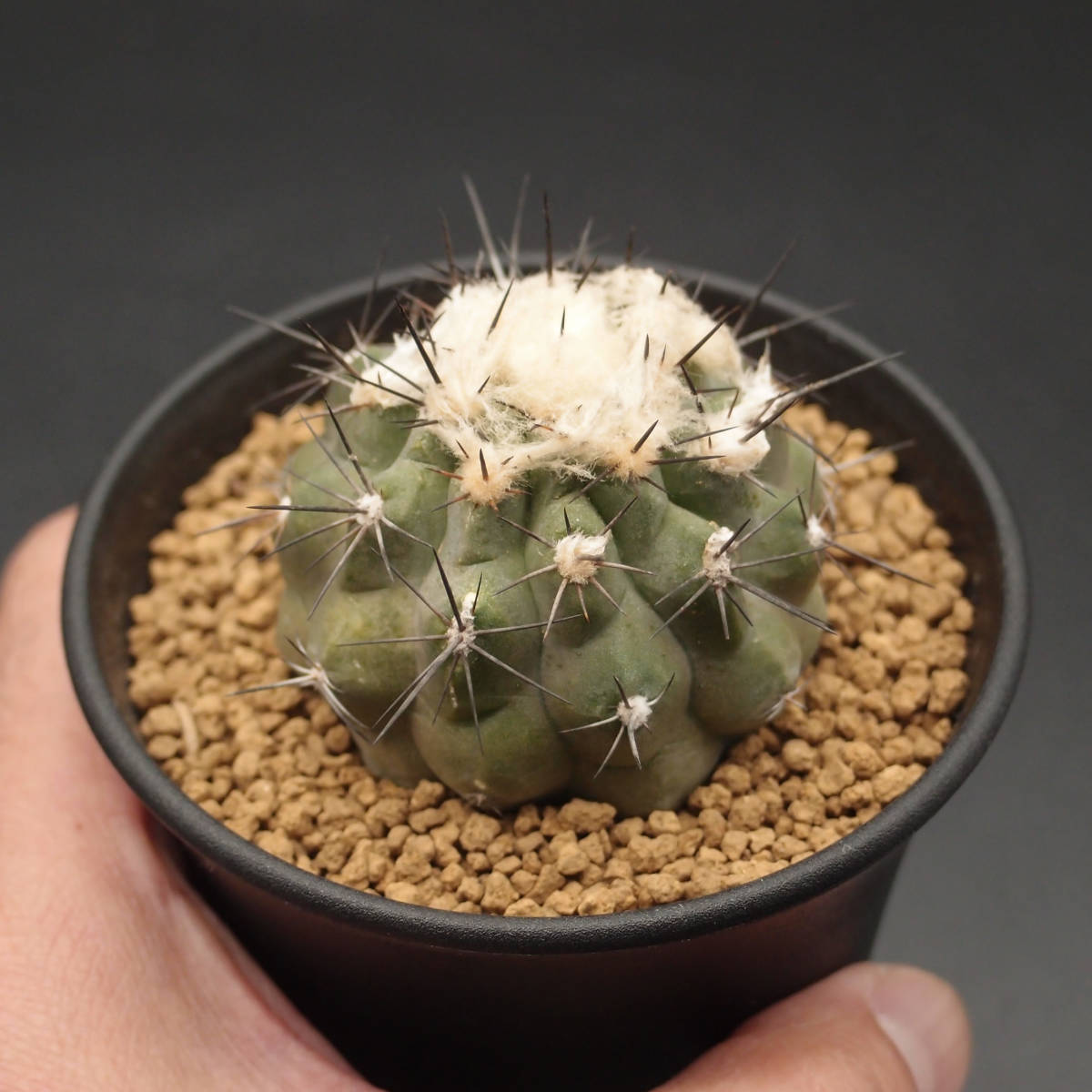 モンタナ 妖鬼玉 (B02)：サボテン コピアポア属 Copiapoa montana ※実生_画像5