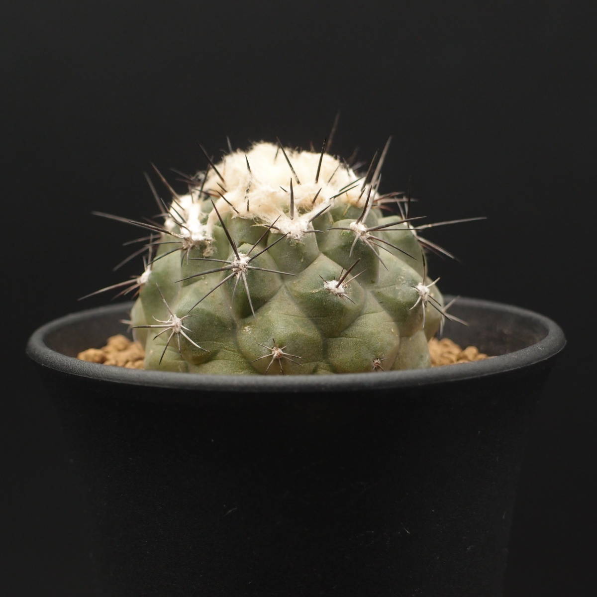 モンタナ 妖鬼玉 (B02)：サボテン コピアポア属 Copiapoa montana ※実生_画像9