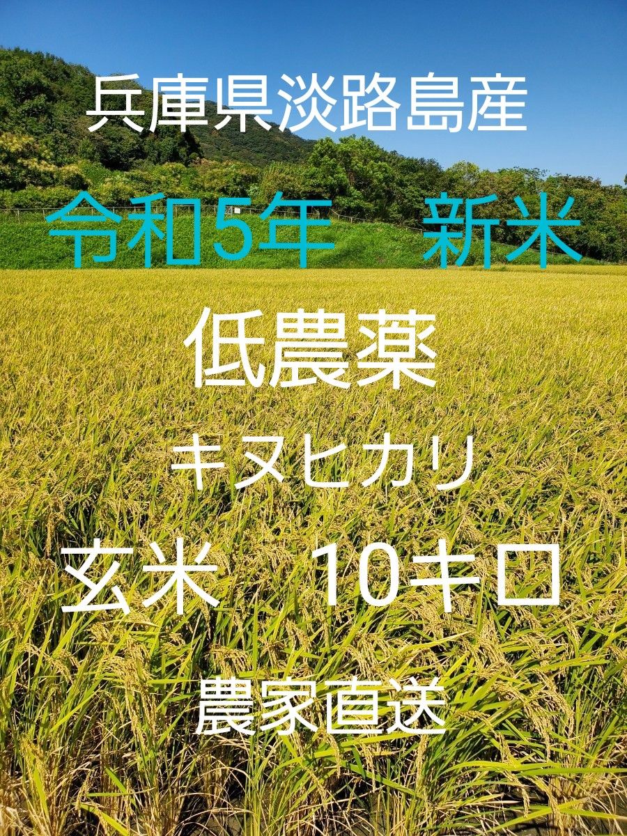 兵庫県産 令和5年度キヌヒカリ 農家直送 10キロ 無農薬 - 米
