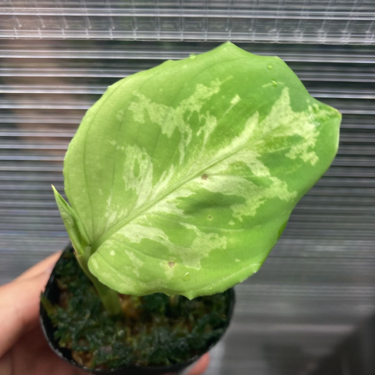 【TB便】アグラオネマ ピクタム ’モザイク’ CW1507 Aglaonema