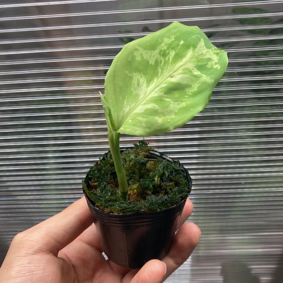 【TB便】アグラオネマ ピクタム ’モザイク’ CW1507 Aglaonema