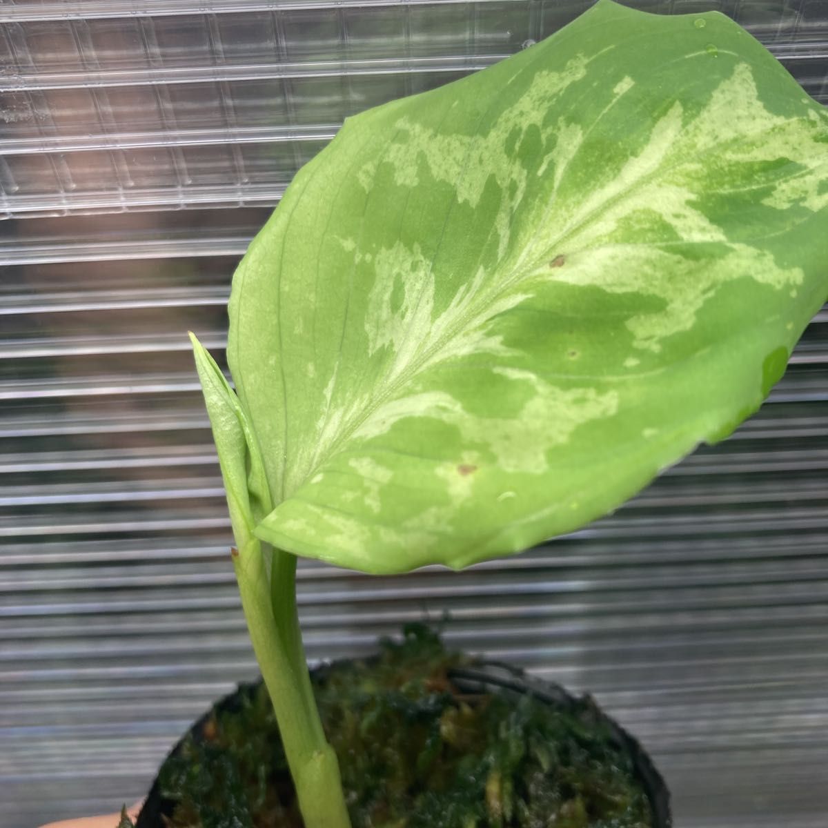 【TB便】アグラオネマ ピクタム ’モザイク’ CW1507 Aglaonema