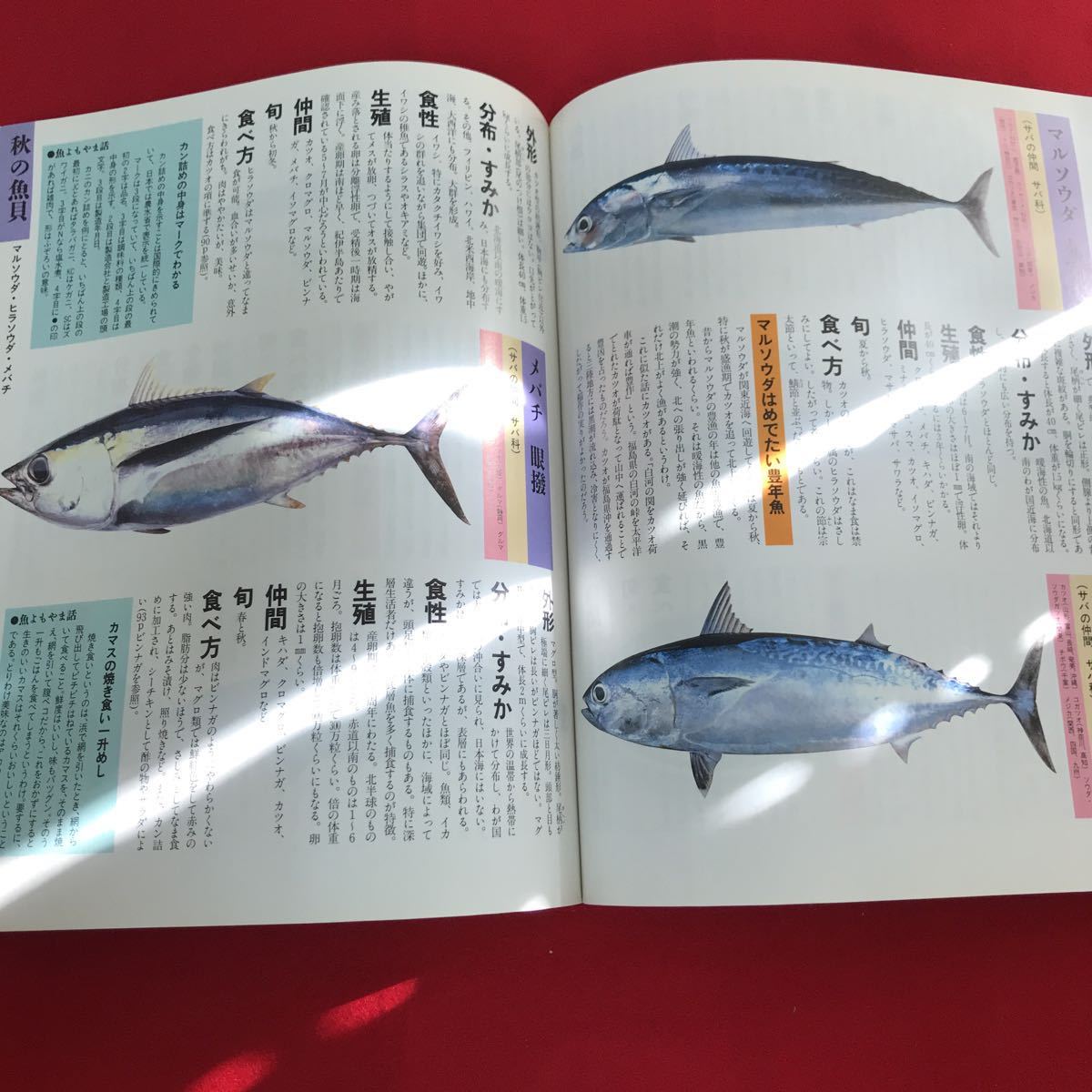 e-015 生態 食べ方 おもしろ話 蘊蓄がいっぱい 読む図鑑 魚と貝 カラー 百科 付録無し ※12_画像6