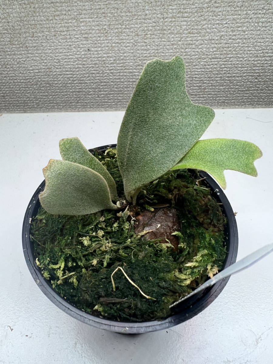 信頼】 ビカクシダ 月光爪哇 ポット苗 小株 コウモリラン 植物/観葉