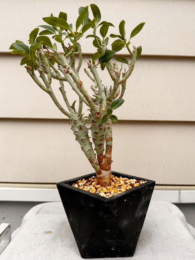 ロンギツベルクローサ ユーフォルビア EUPHORBIA LONGITUBERCULOSA