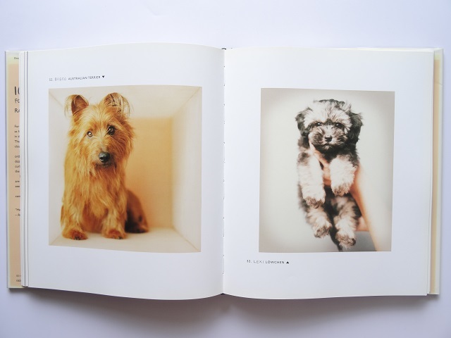洋書◆犬の写真集 本 動物 アート_画像8